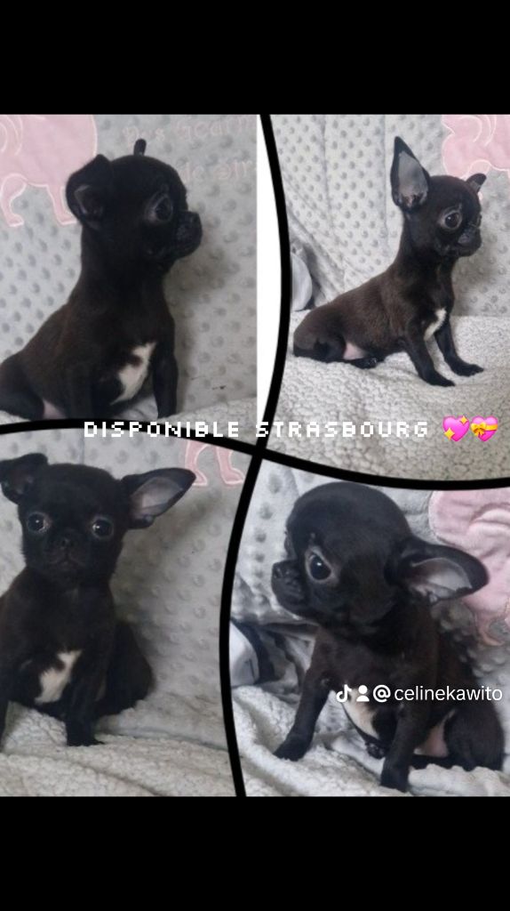 Des Gourmandises De Strass - Chiot disponible  - Chihuahua