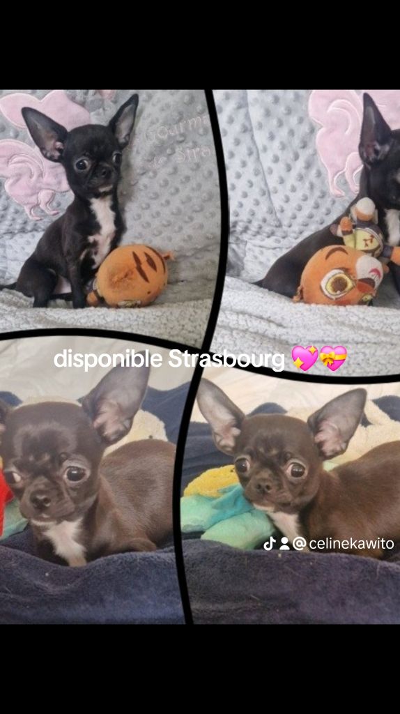 Des Gourmandises De Strass - Chiot disponible  - Chihuahua