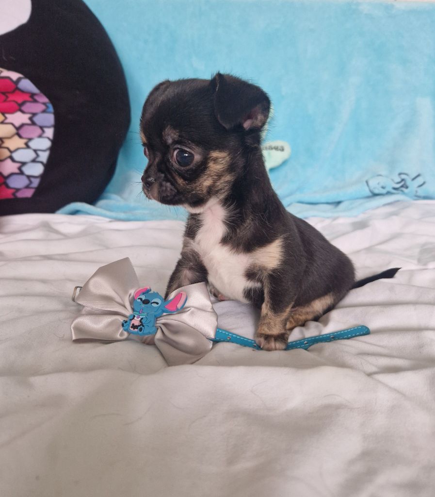 Des Gourmandises De Strass - Chiot disponible  - Chihuahua