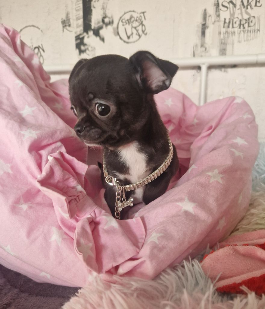 Des Gourmandises De Strass - Chiot disponible  - Chihuahua