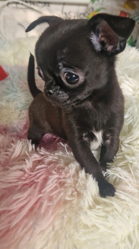 Des Gourmandises De Strass - Chiot disponible  - Chihuahua