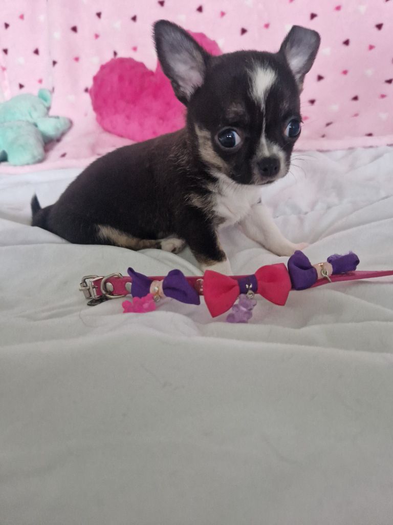 Des Gourmandises De Strass - Chiot disponible  - Chihuahua