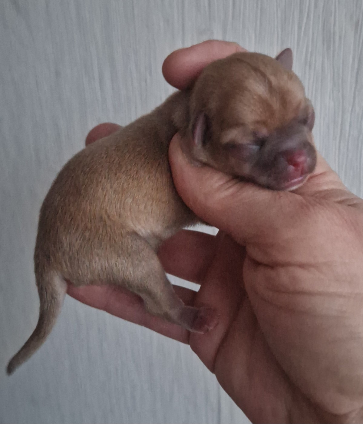 Des Gourmandises De Strass - Chiots disponibles - Chihuahua