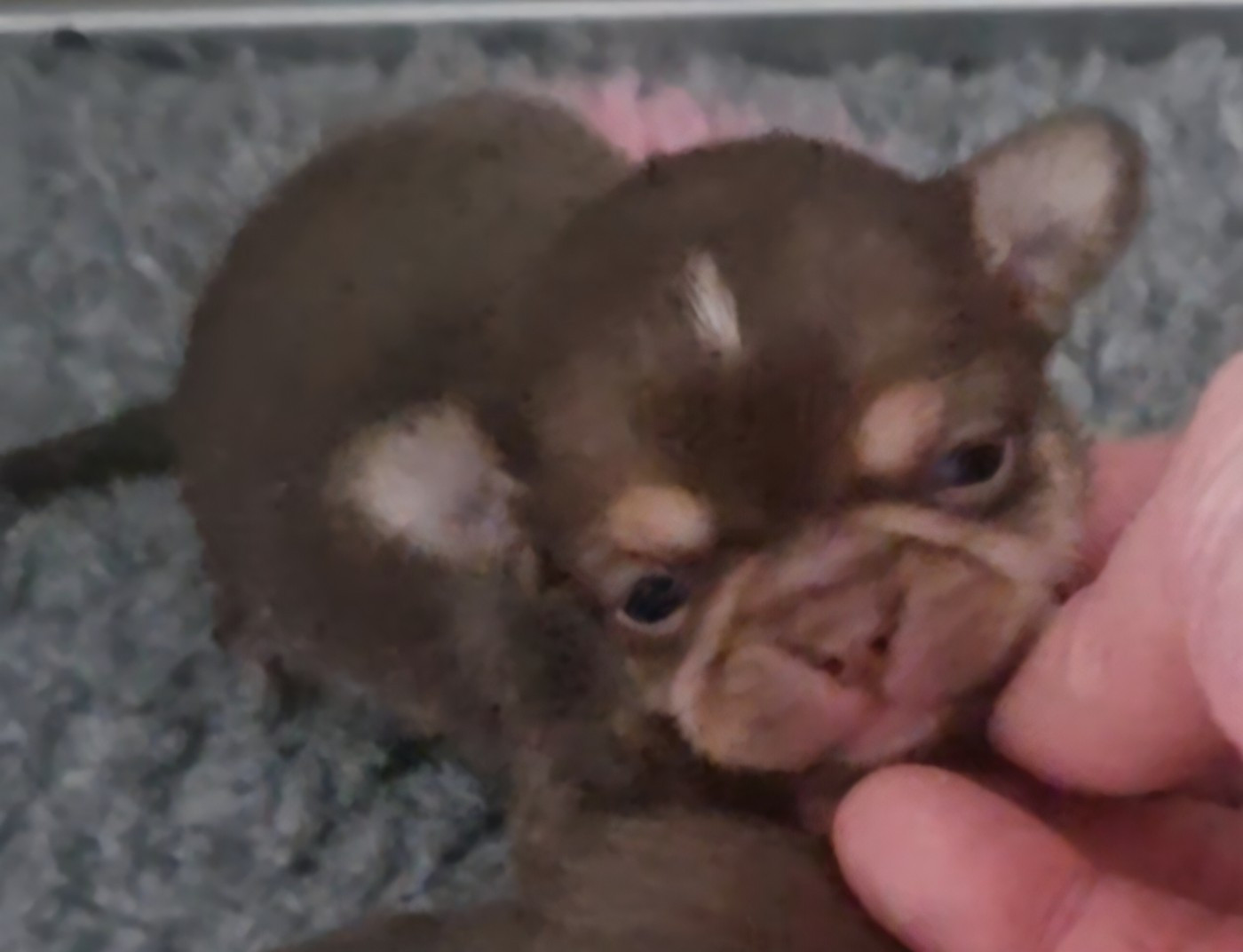 Des Gourmandises De Strass - Chiots disponibles - Chihuahua