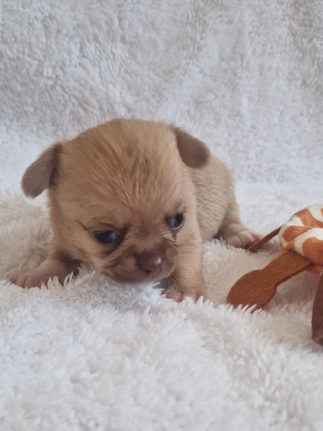 Des Gourmandises De Strass - Chiots disponibles - Chihuahua