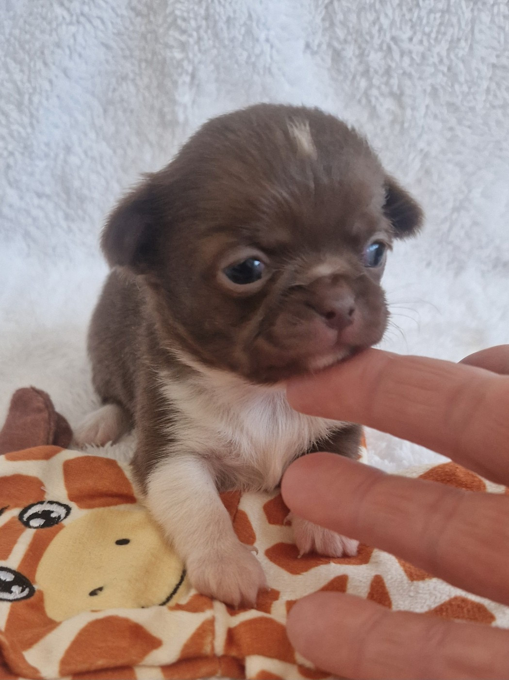 Des Gourmandises De Strass - Chiots disponibles - Chihuahua