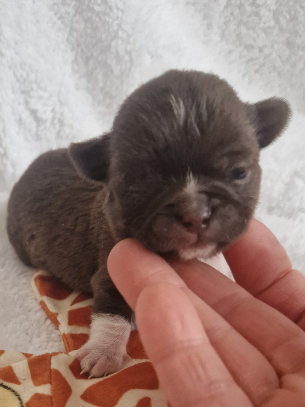 Des Gourmandises De Strass - Chiots disponibles - Chihuahua