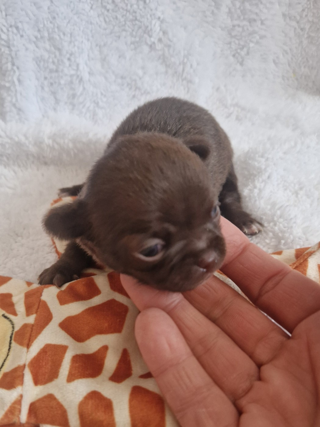 Des Gourmandises De Strass - Chiots disponibles - Chihuahua