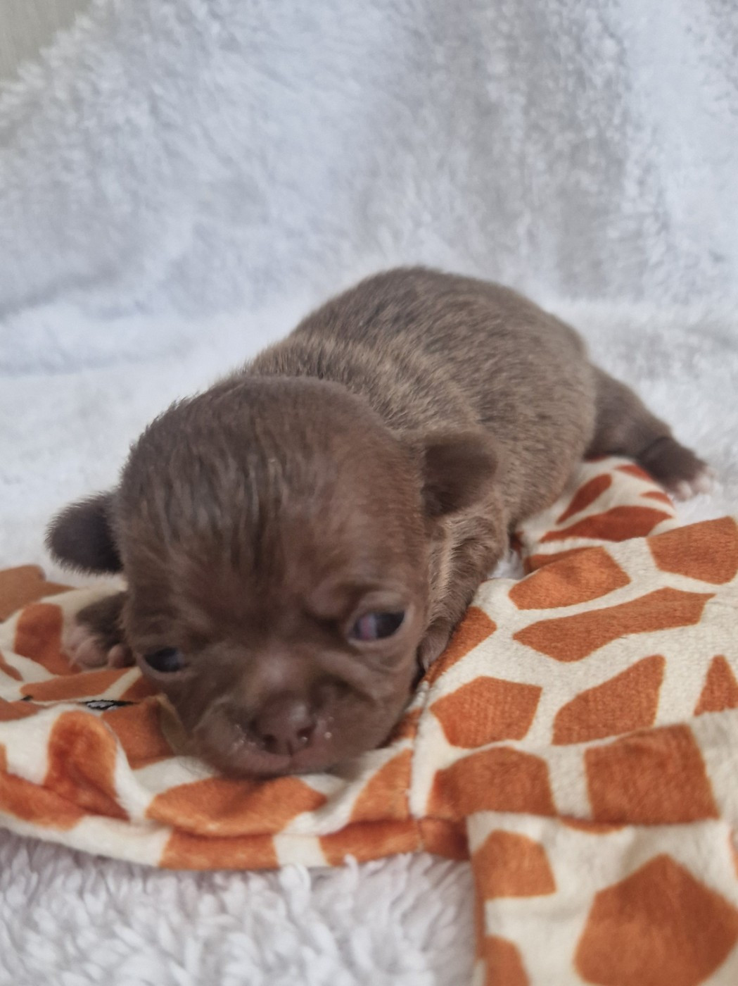 Des Gourmandises De Strass - Chiots disponibles - Chihuahua