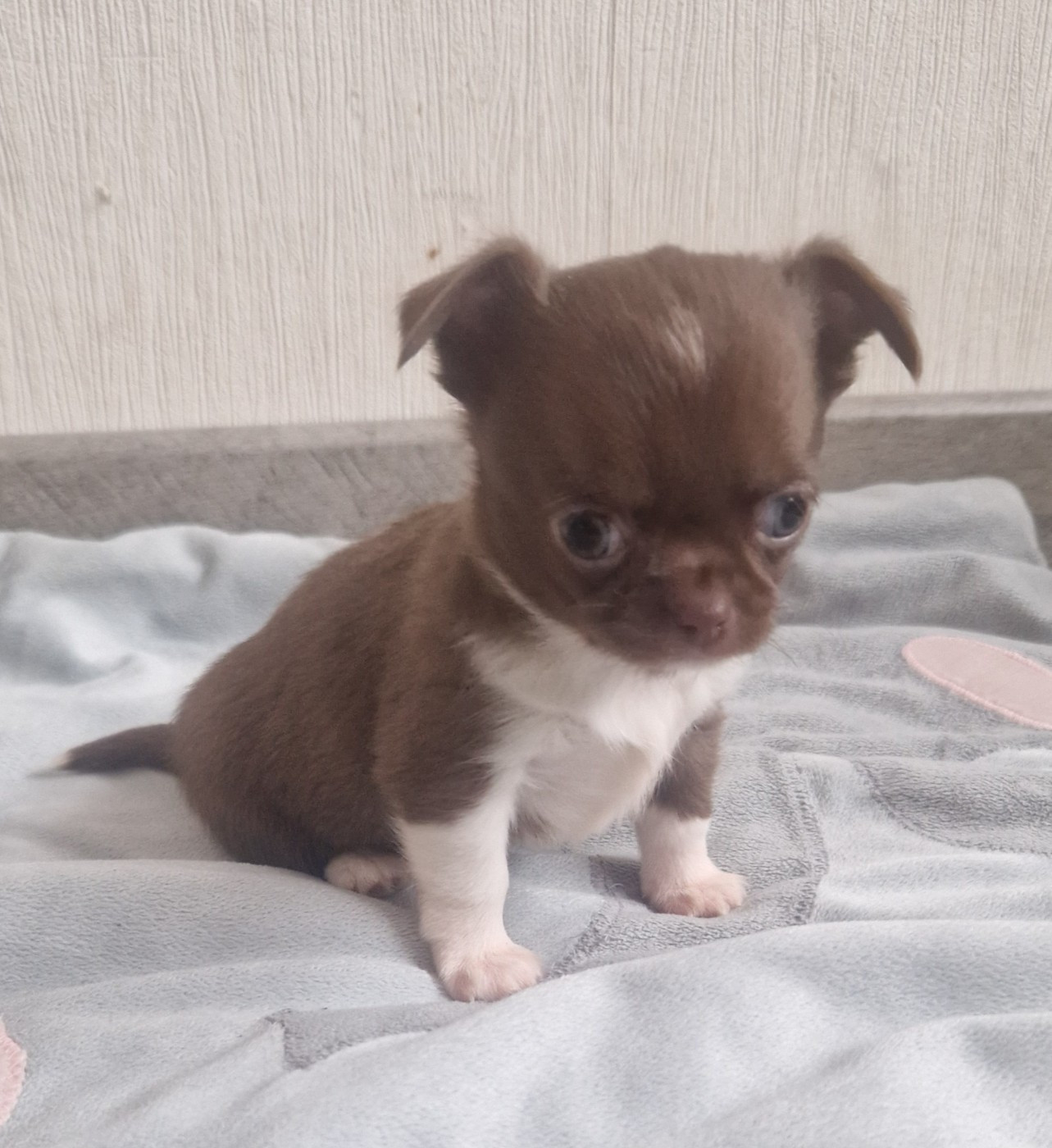 Des Gourmandises De Strass - Chiots disponibles - Chihuahua