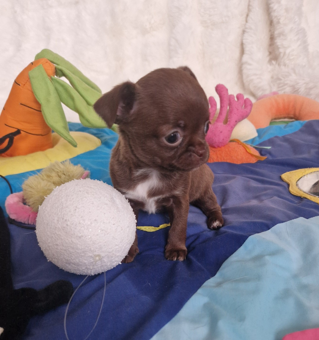 Des Gourmandises De Strass - Chiots disponibles - Chihuahua