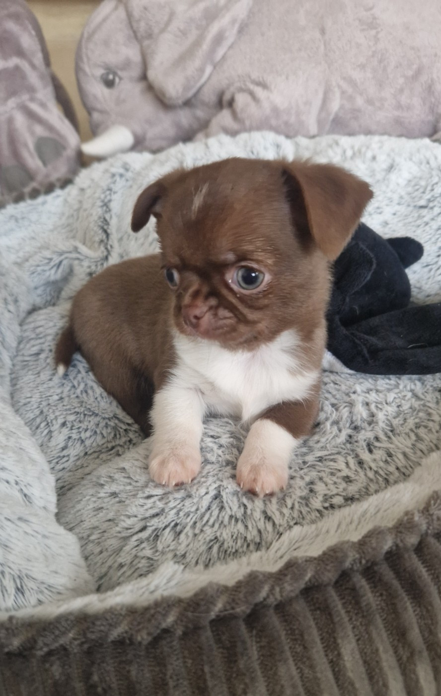 Des Gourmandises De Strass - Chiots disponibles - Chihuahua