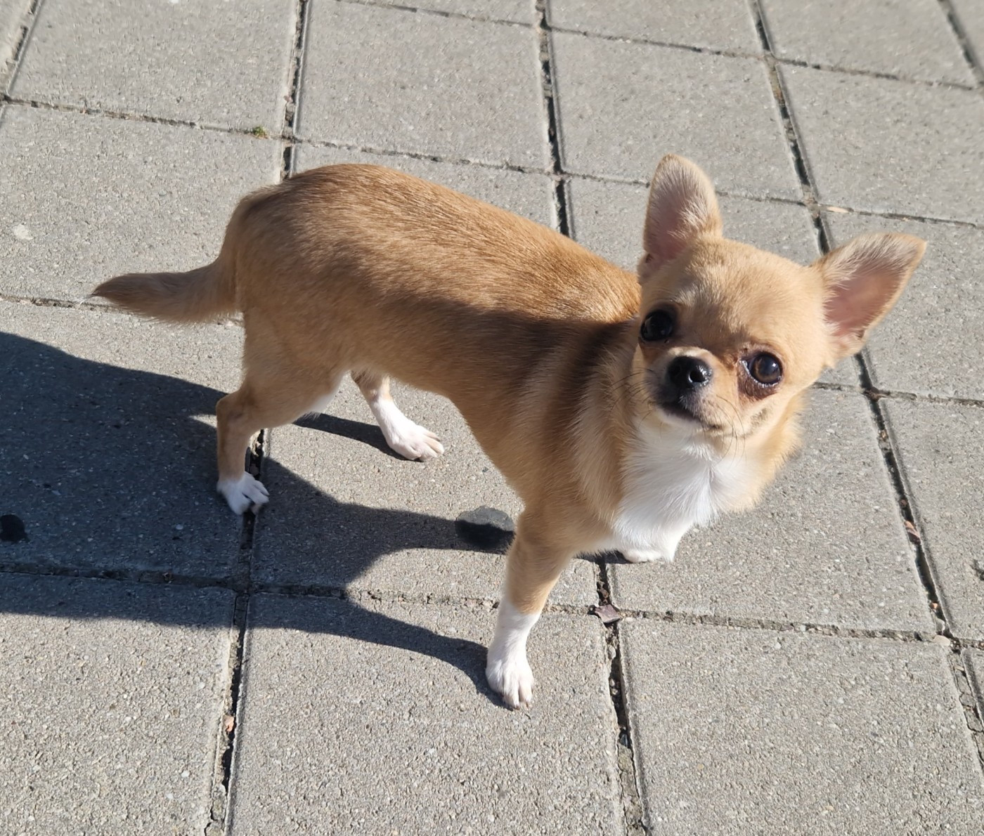Des Gourmandises De Strass - Chiots disponibles - Chihuahua