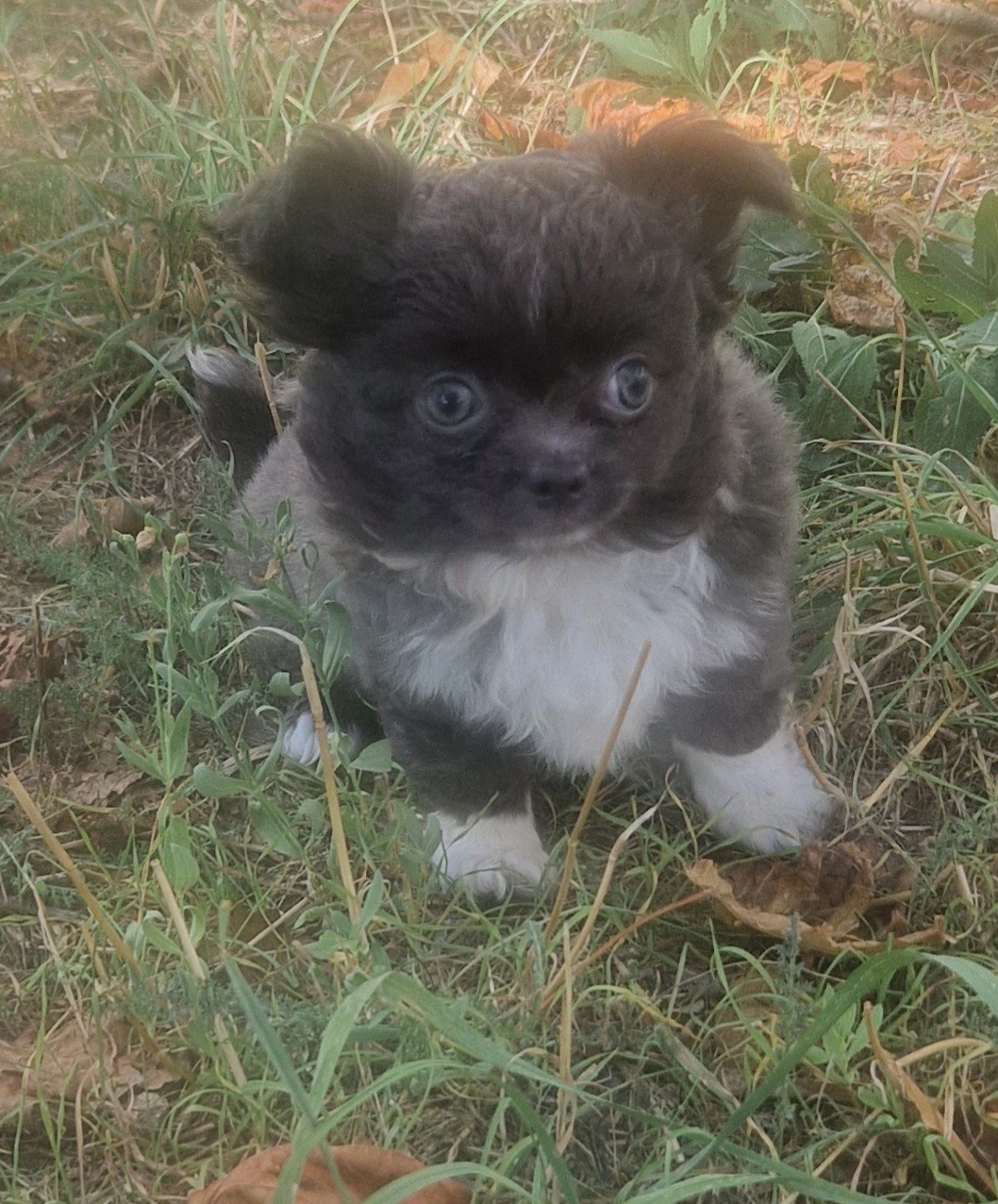Des Gourmandises De Strass - Chiots disponibles - Chihuahua
