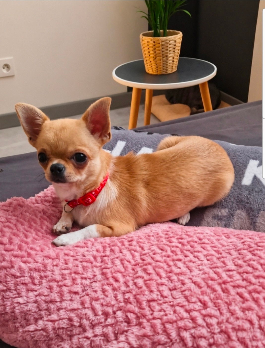 Des Gourmandises De Strass - Chiots disponibles - Chihuahua