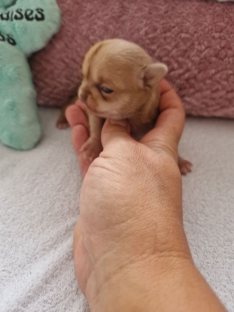 Des Gourmandises De Strass - Chiots disponibles - Chihuahua