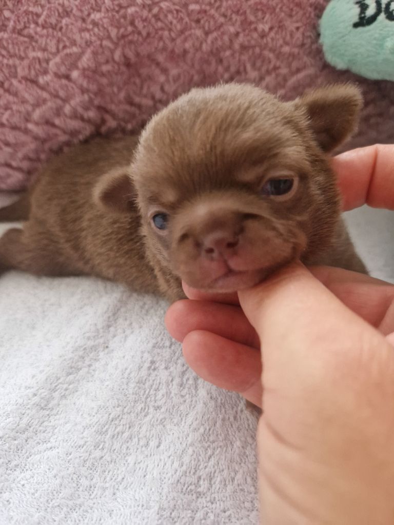 Des Gourmandises De Strass - Chiots disponibles - Chihuahua