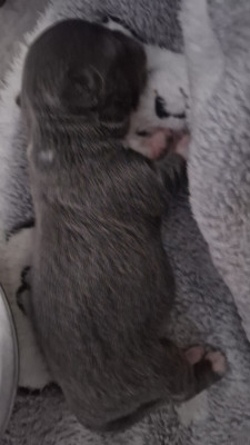 Chiot N°1