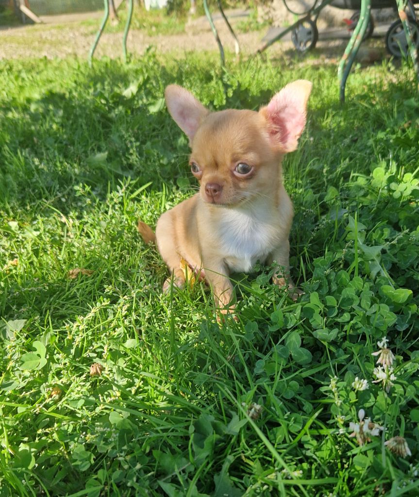 Des Gourmandises De Strass - Chiots disponibles - Chihuahua