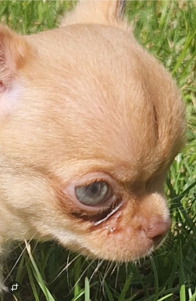 Des Gourmandises De Strass - Chiots disponibles - Chihuahua